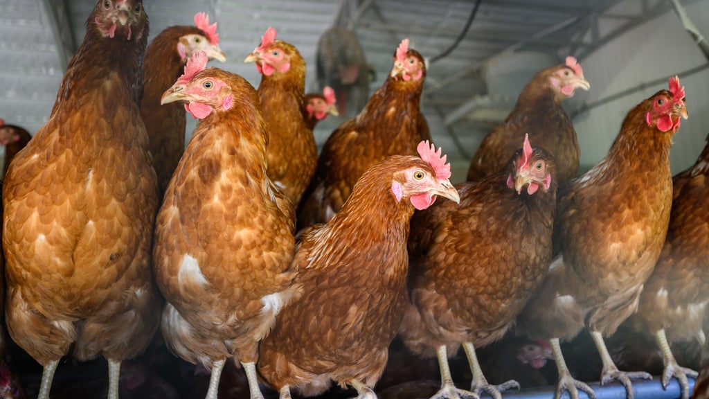 Approximately 90 "backyard flock" birds in Northern California affected by avian flu โ CBS Bay Area (KPIX), Los Gatos Community news