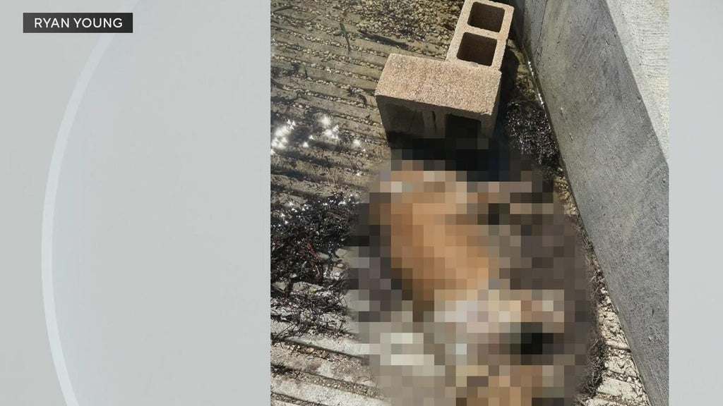 Miami police investigate after dog found dead underwater, tied to cinder blocks off Coconut Grove — CBS Miami, Los Gatos Government news