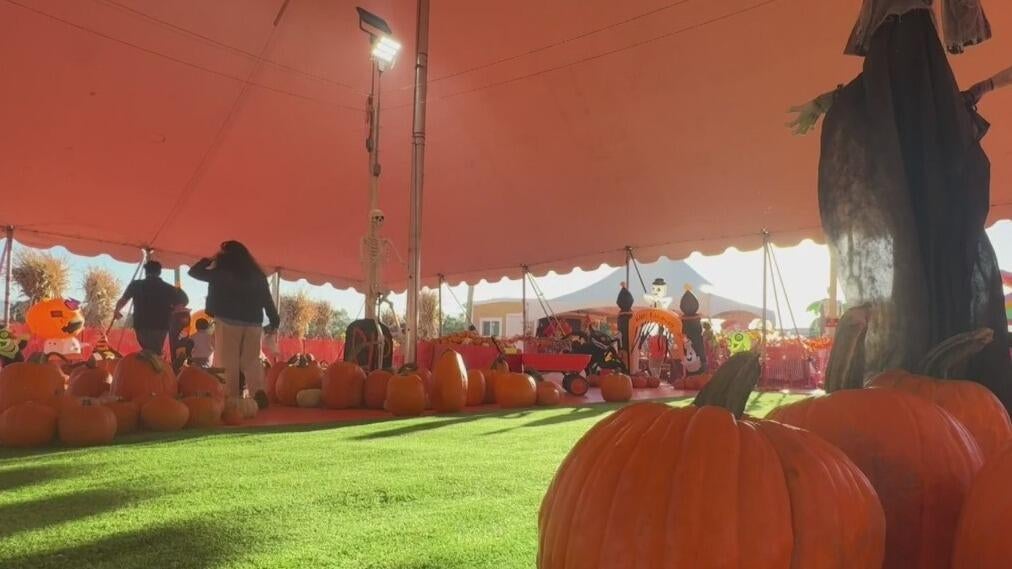 Bay Area families ready to enjoy fall activities welcome weather cooldown — CBS Bay Area (KPIX), Los Gatos Arts news