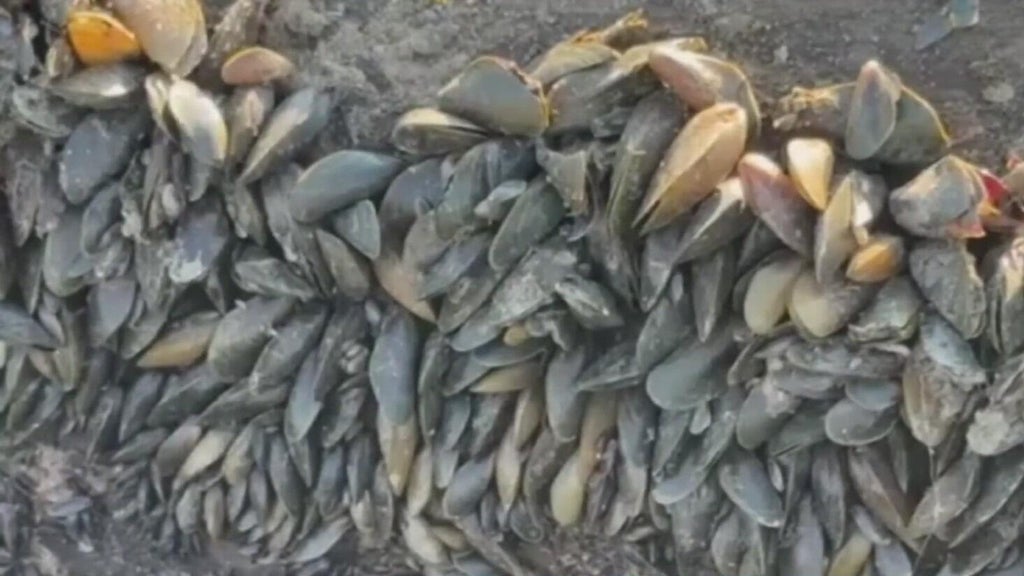 California's golden mussel invasion sparks increased concerns from Stockton-area leaders — Los Gatos Government news