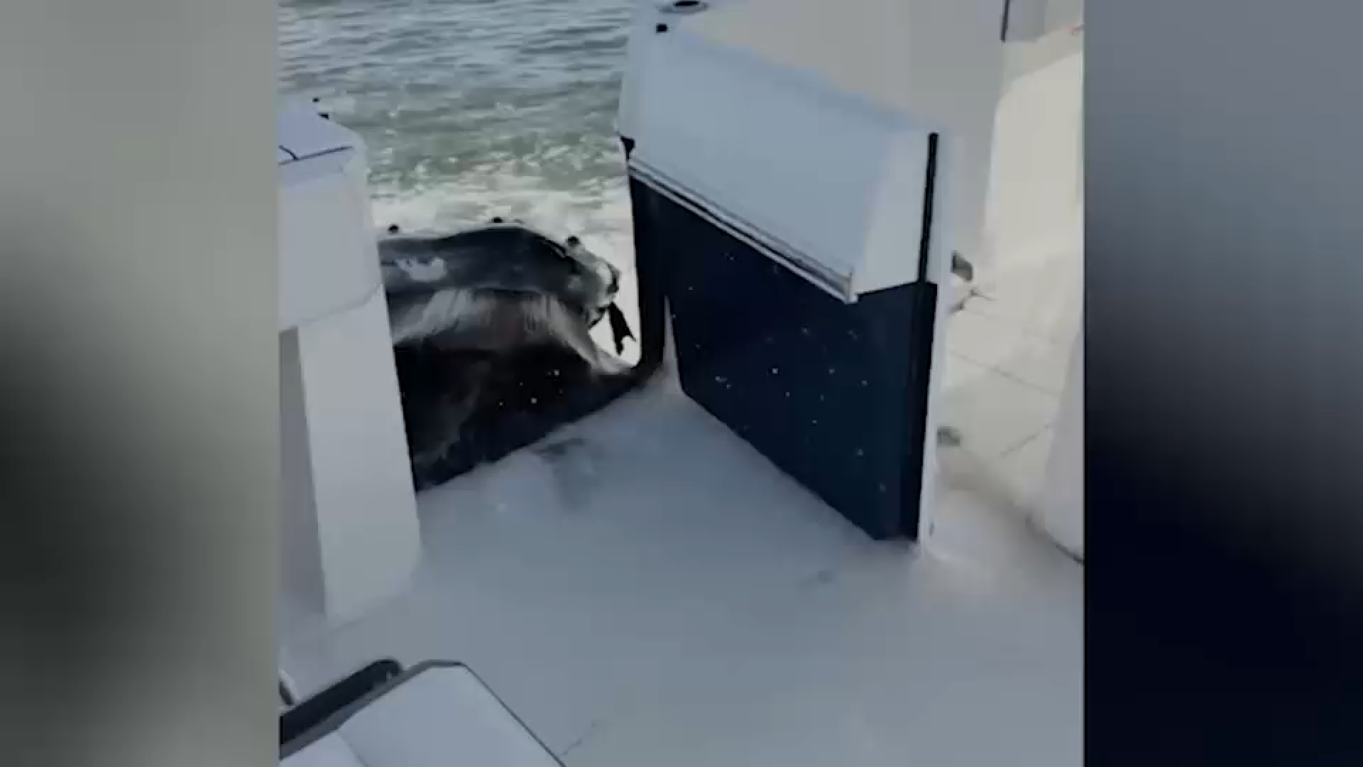 Video captures humpback whale crashing into boat off Long Island
— ABC 7 Bay Area, Los Gatos Community news