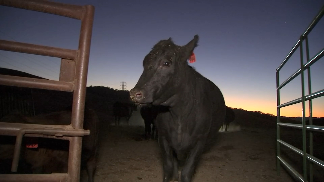 PG&E Public Safety Power Shutoffs leave Bay Area ranchers, residents frustrated
— ABC 7 Bay Area, Los Gatos Community news