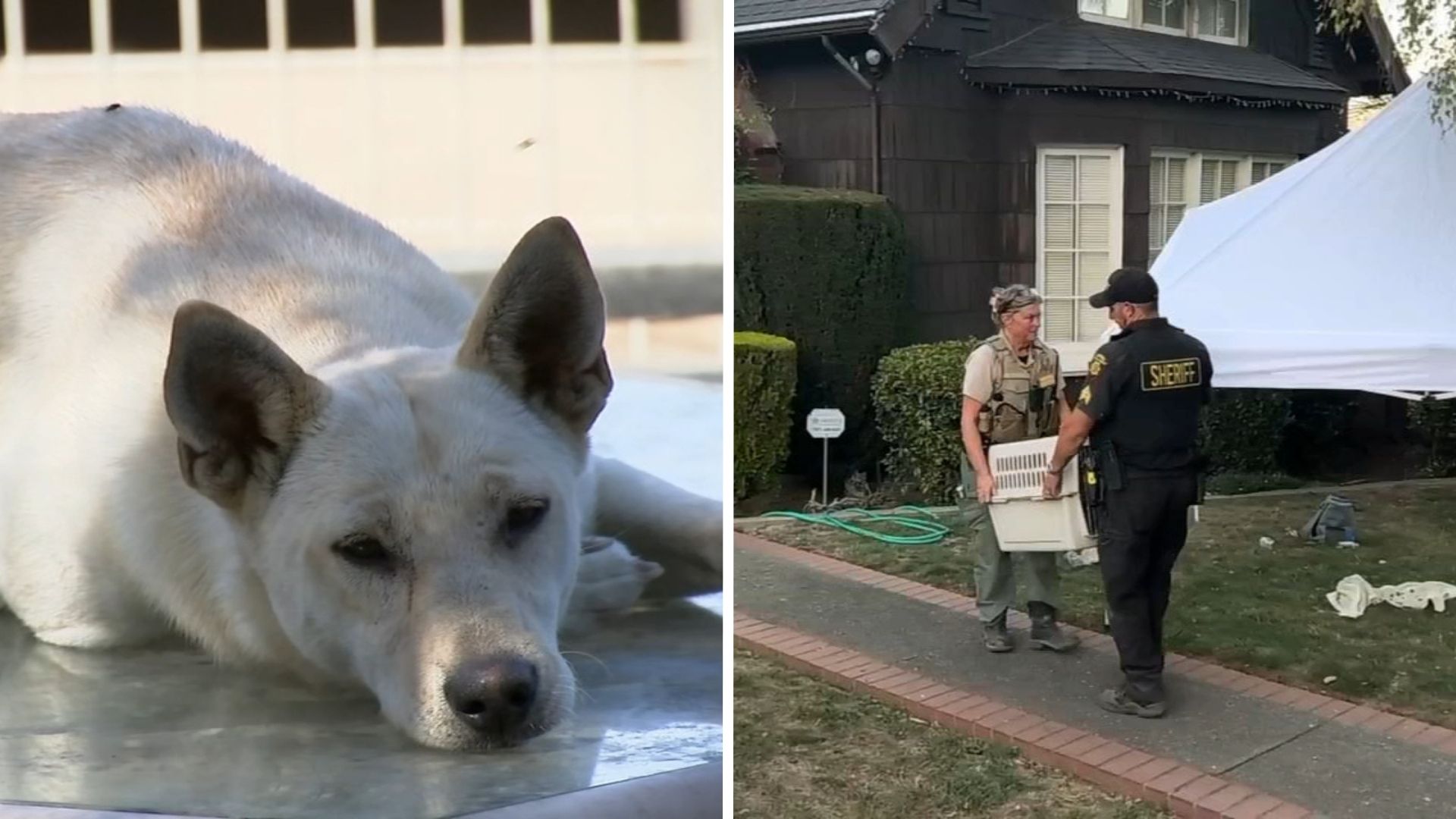 44 dogs removed from Vallejo 'hoarder' home linked to convicted breeder in animal cruelty case
— ABC 7 Bay Area, Los Gatos Real Estate news