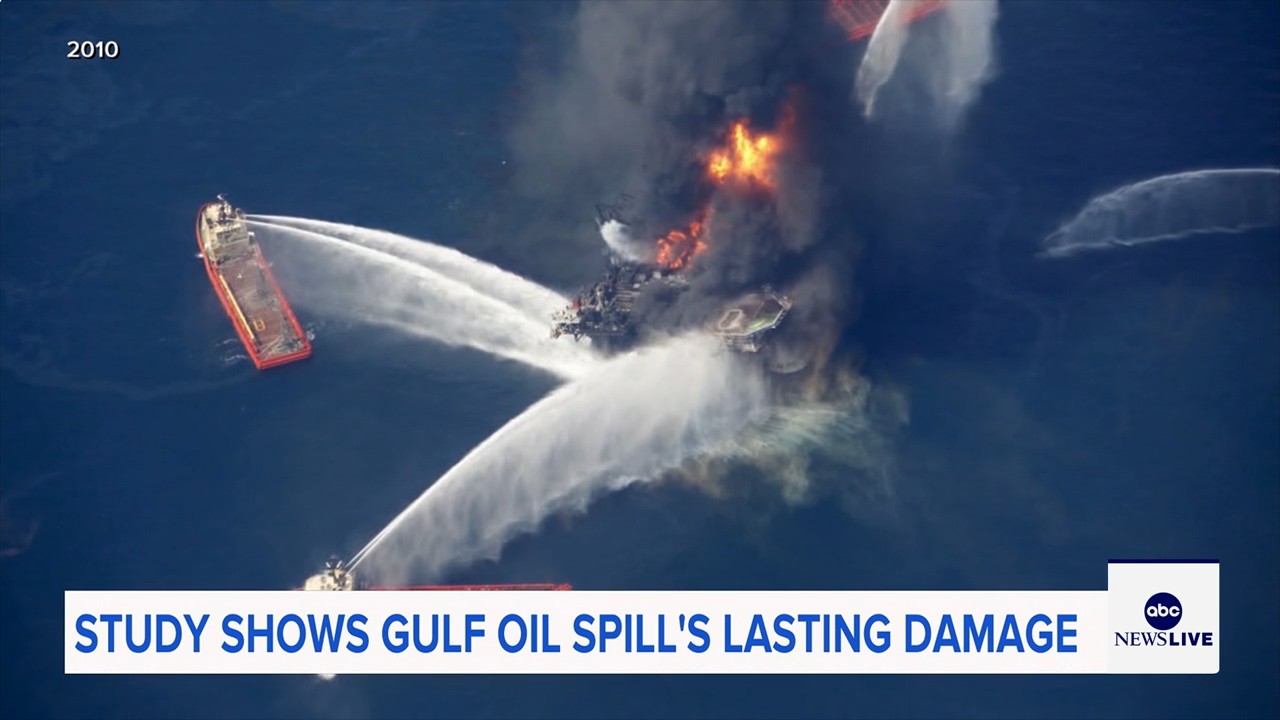 Marine life dramatically declined in Gulf of Mexico in years after BP oil spill, study finds

       — ABC 7 Bay Area, Los Gatos Community news