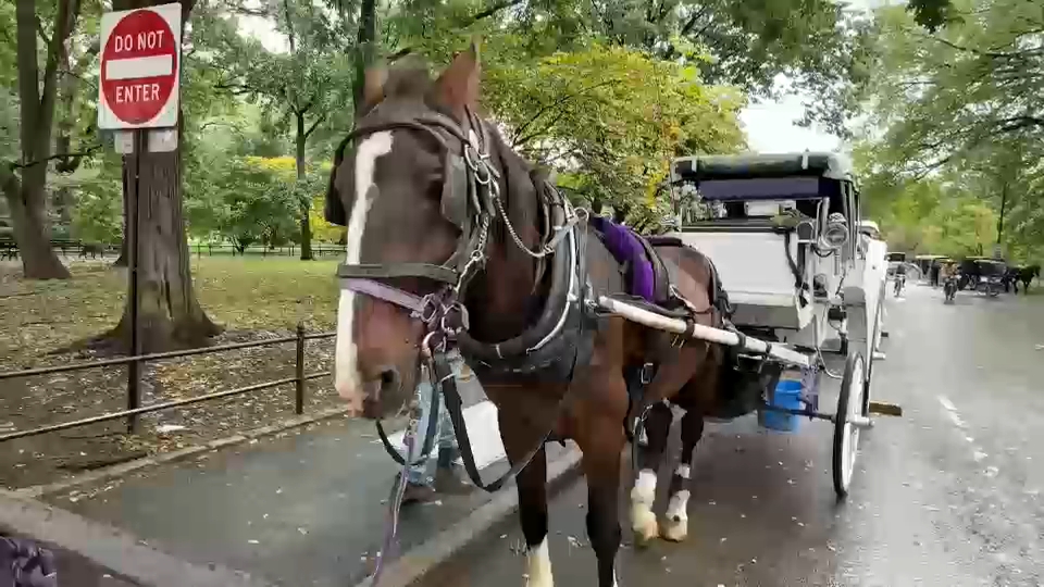 New York City Council passes law to phase out horse-drawn carriages by 2028
— ABC 7 Bay Area, Los Gatos Government news