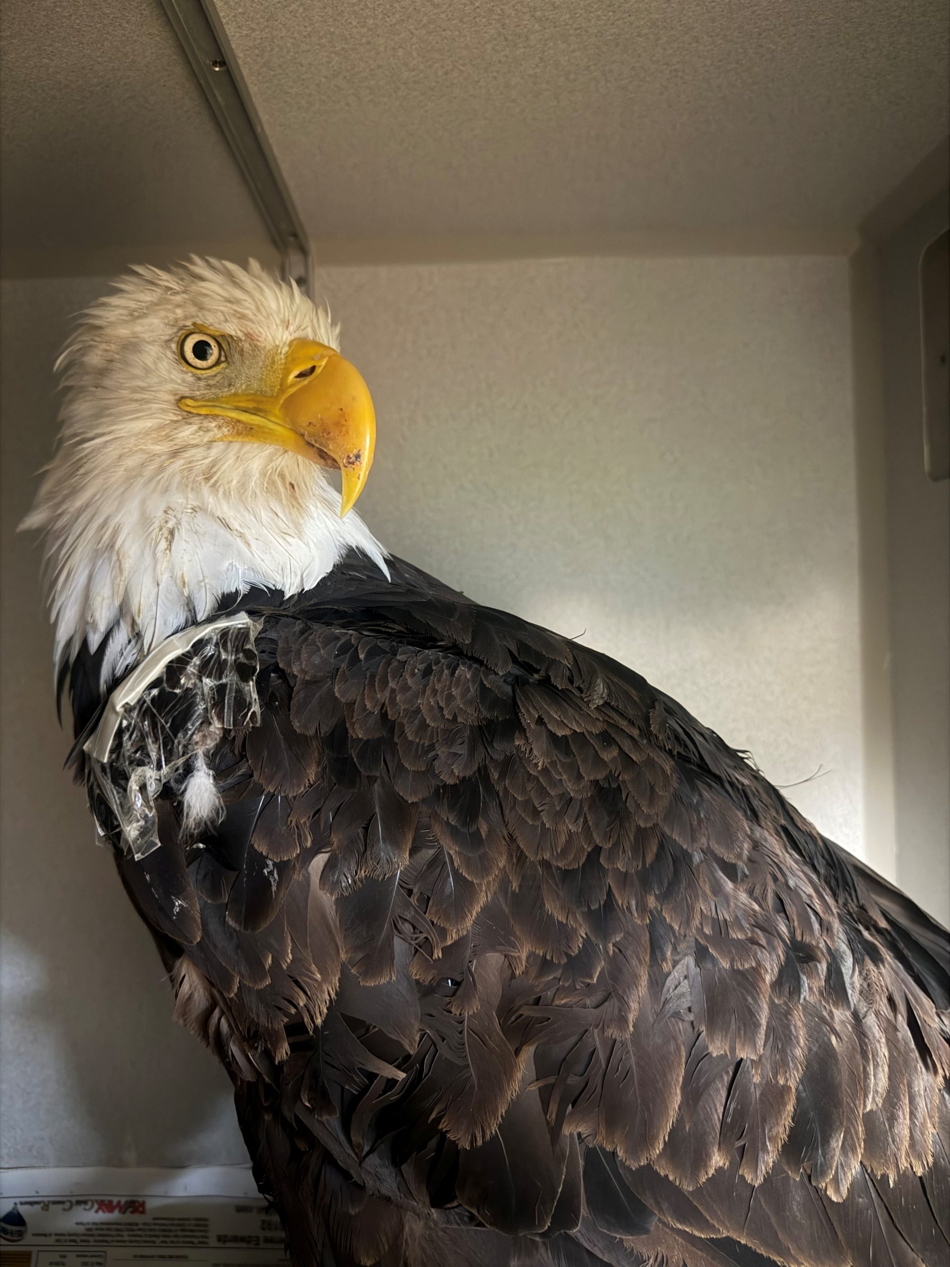 Necropsy for Jackie the beloved bald eagle reveals new information — KTVU FOX 2 Bay Area, Los Gatos Community news