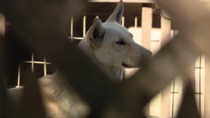Dozens of dogs taken from Vallejo home amid animal cruelty investigation — KTVU FOX 2 Bay Area, Los Gatos Real Estate news