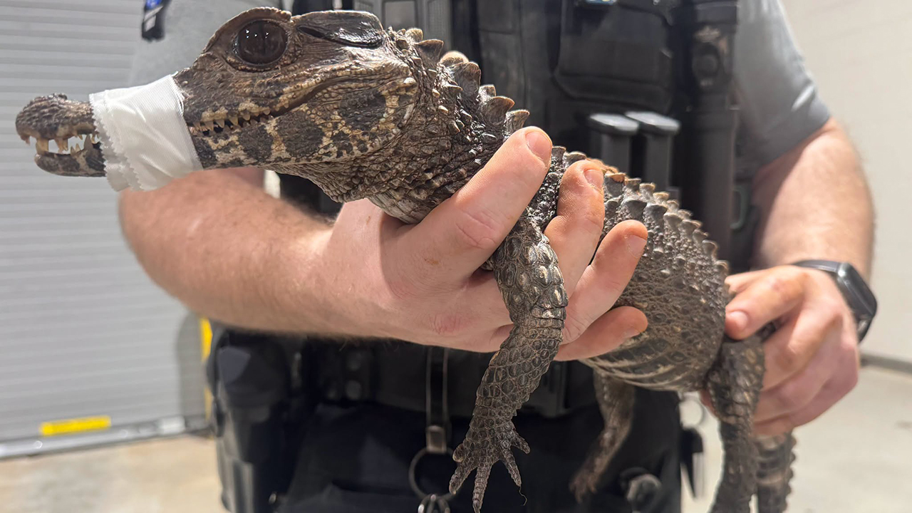 Watch: Deputies in Oklahoma capture escaped caiman after months on the loose — KTVU FOX 2 Bay Area, Los Gatos Community news