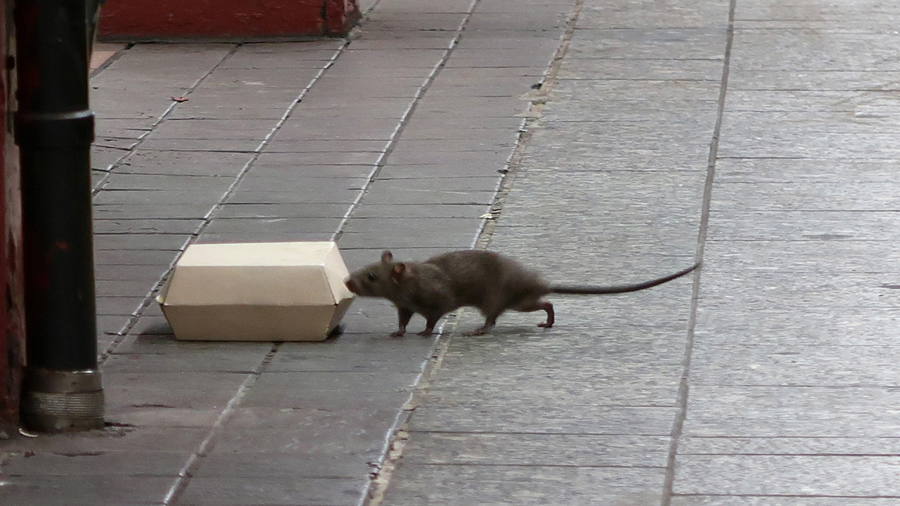 Rats and mice are the worst in these U.S. cities, new ranking finds — KTVU FOX 2 Bay Area, Los Gatos Business news